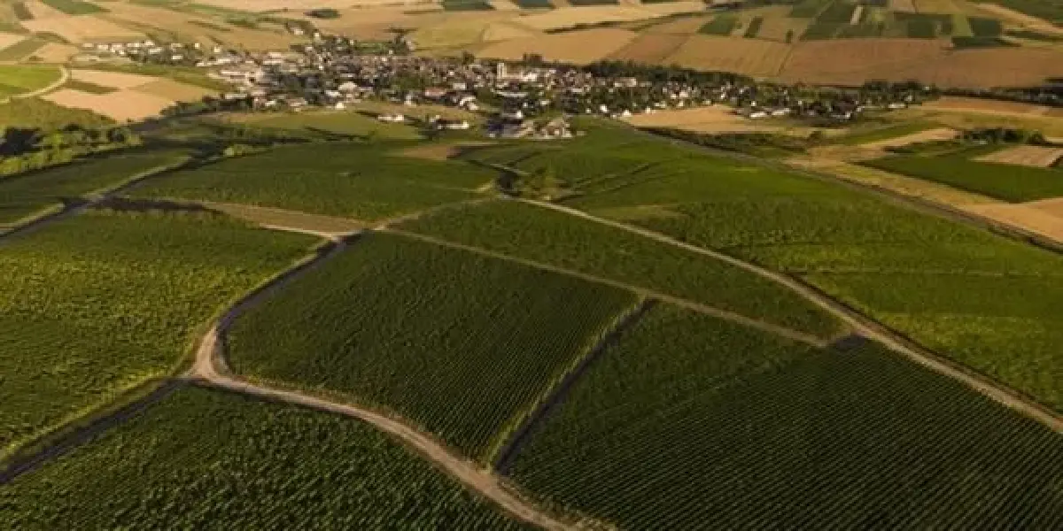 ไวน์ขาว : ดับกระหายคลายร้อน