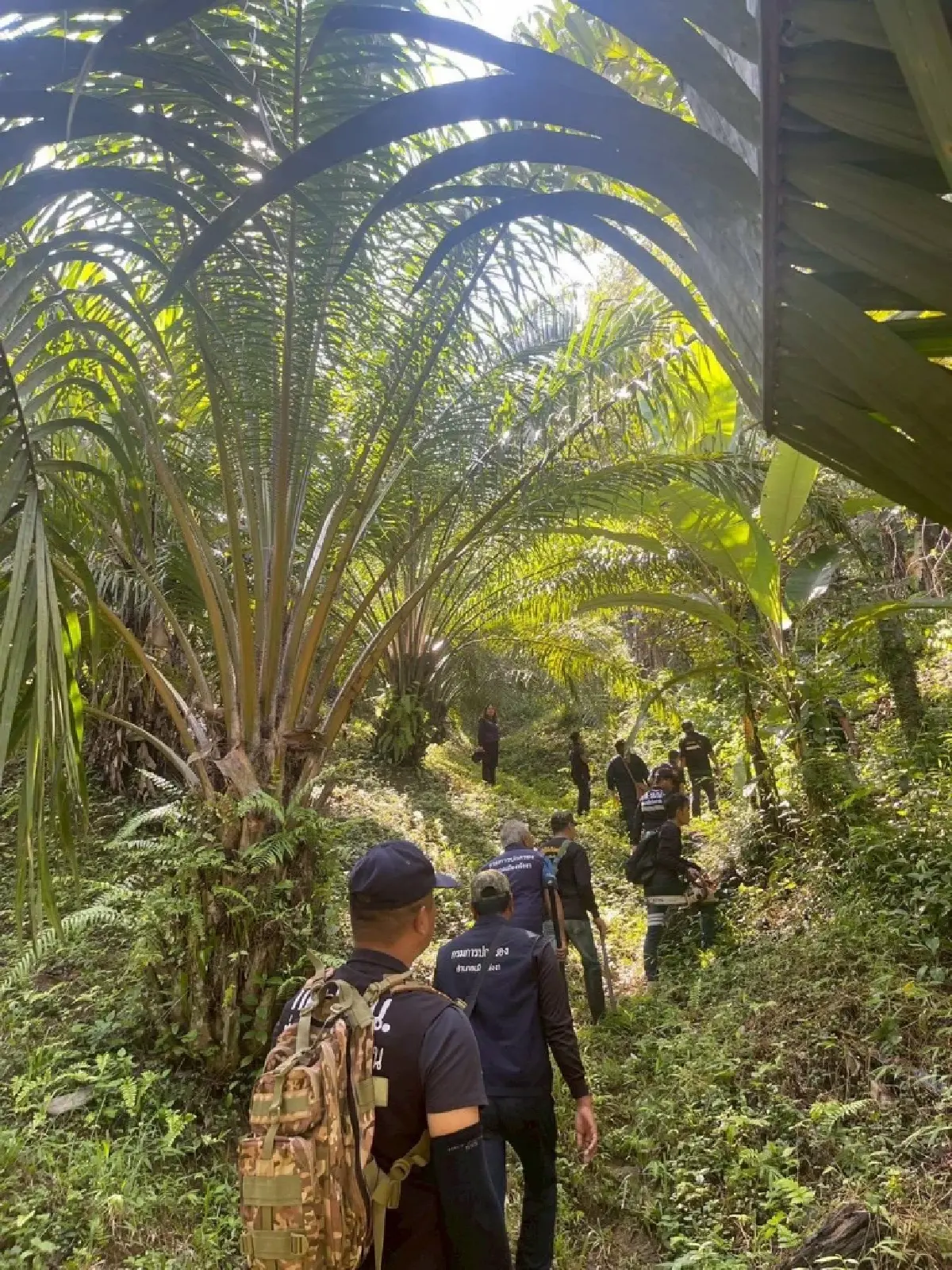 รื้อถอนทำลายผลอาสิน ยึดคืนผืนป่าสงวน 18 ไร่ เมืองพังงา