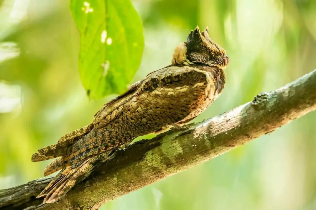 ฮือฮา 'นกตบยุงยักษ์' สัตว์หายาก โผล่อวดโฉม ตอกย้ำความสมบูรณ์ป่าแก่งกระจาน