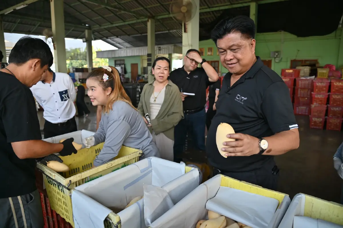 ช่วยเกษตรกร DIT ผนึกยักษ์ค้าปลีก-ส่งออก ลุยรับซื้อ 'มะม่วง' กว่า 1,000 ตัน