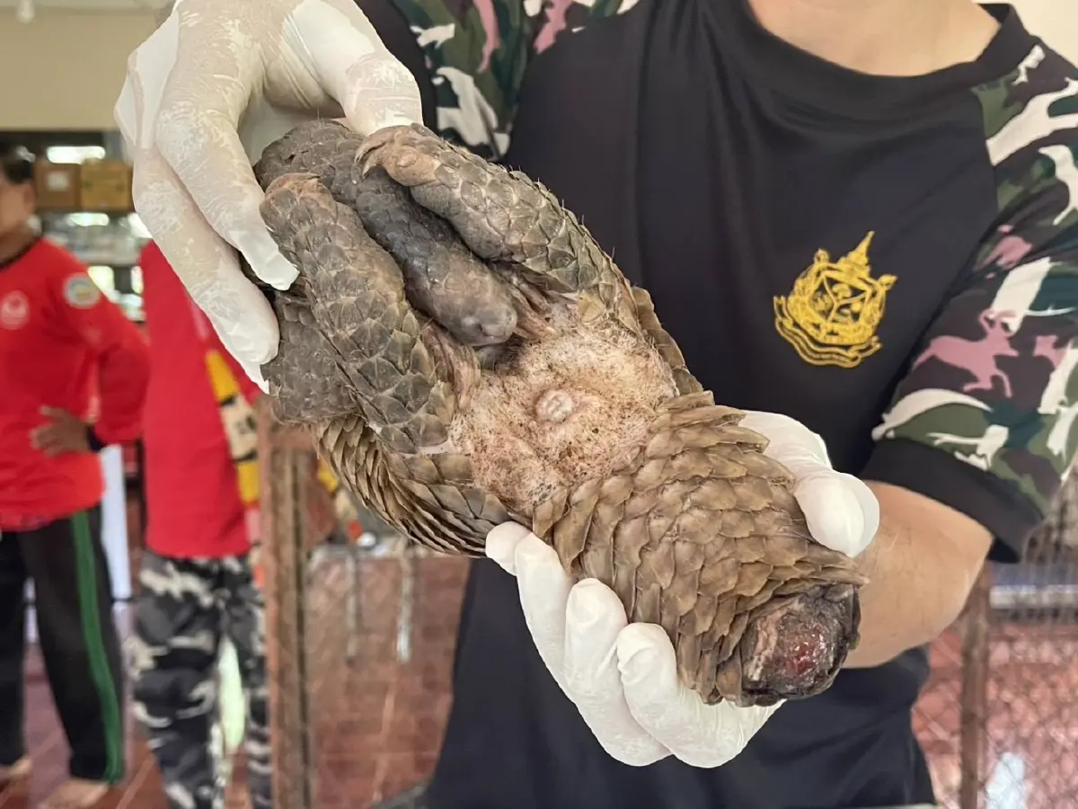 ภาพสะเทือนใจ 'ลิ่น' หนีตายไฟป่าซุกซอกไม้ บาดเจ็บสาหัส เกล็ดแตก ส่งรักษาด่วน