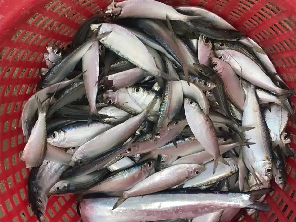 หลังสงกรานต์ ราคาสินค้าประมง พุ่ง 10-15% เรือจ่อจอด 90% กระทบแรงงาน 5 หมื่นราย