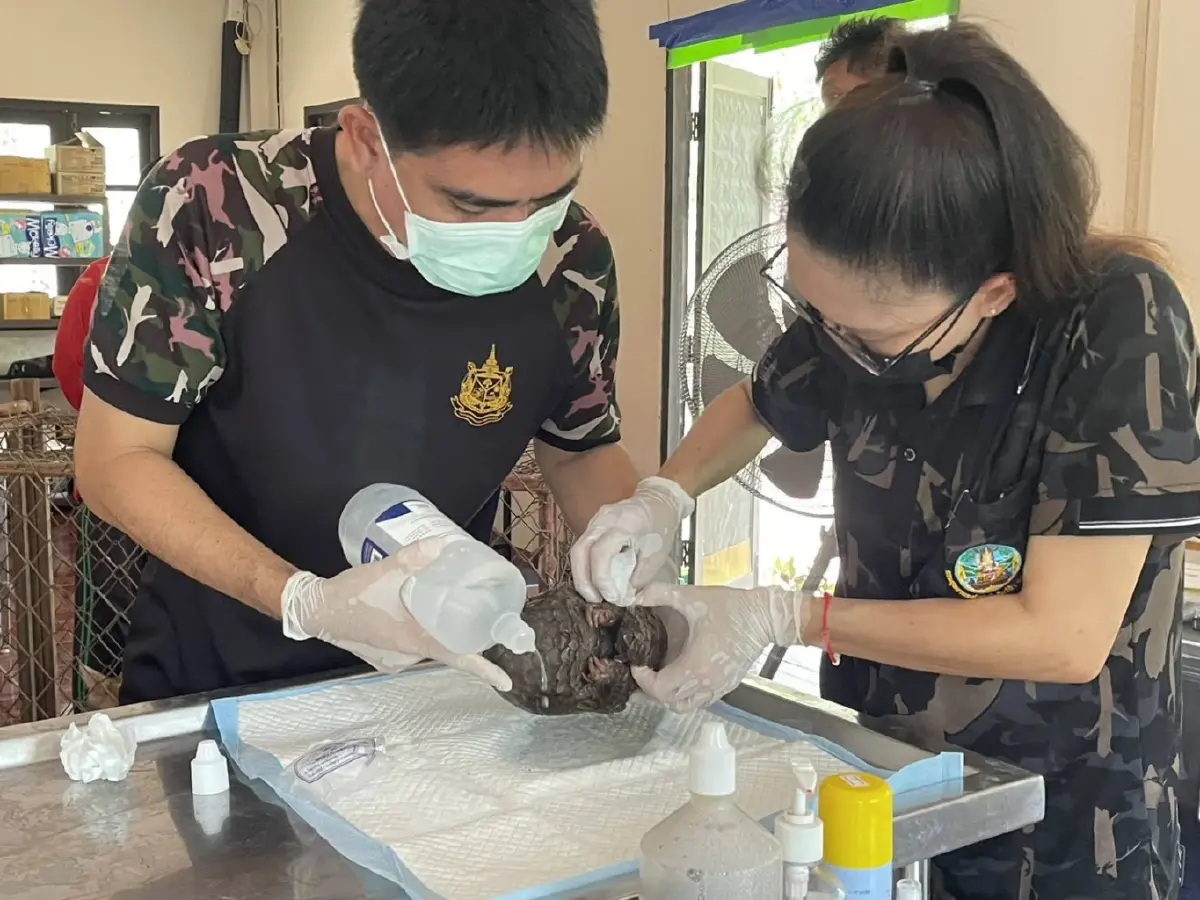 ภาพสะเทือนใจ 'ลิ่น' หนีตายไฟป่าซุกซอกไม้ บาดเจ็บสาหัส เกล็ดแตก ส่งรักษาด่วน