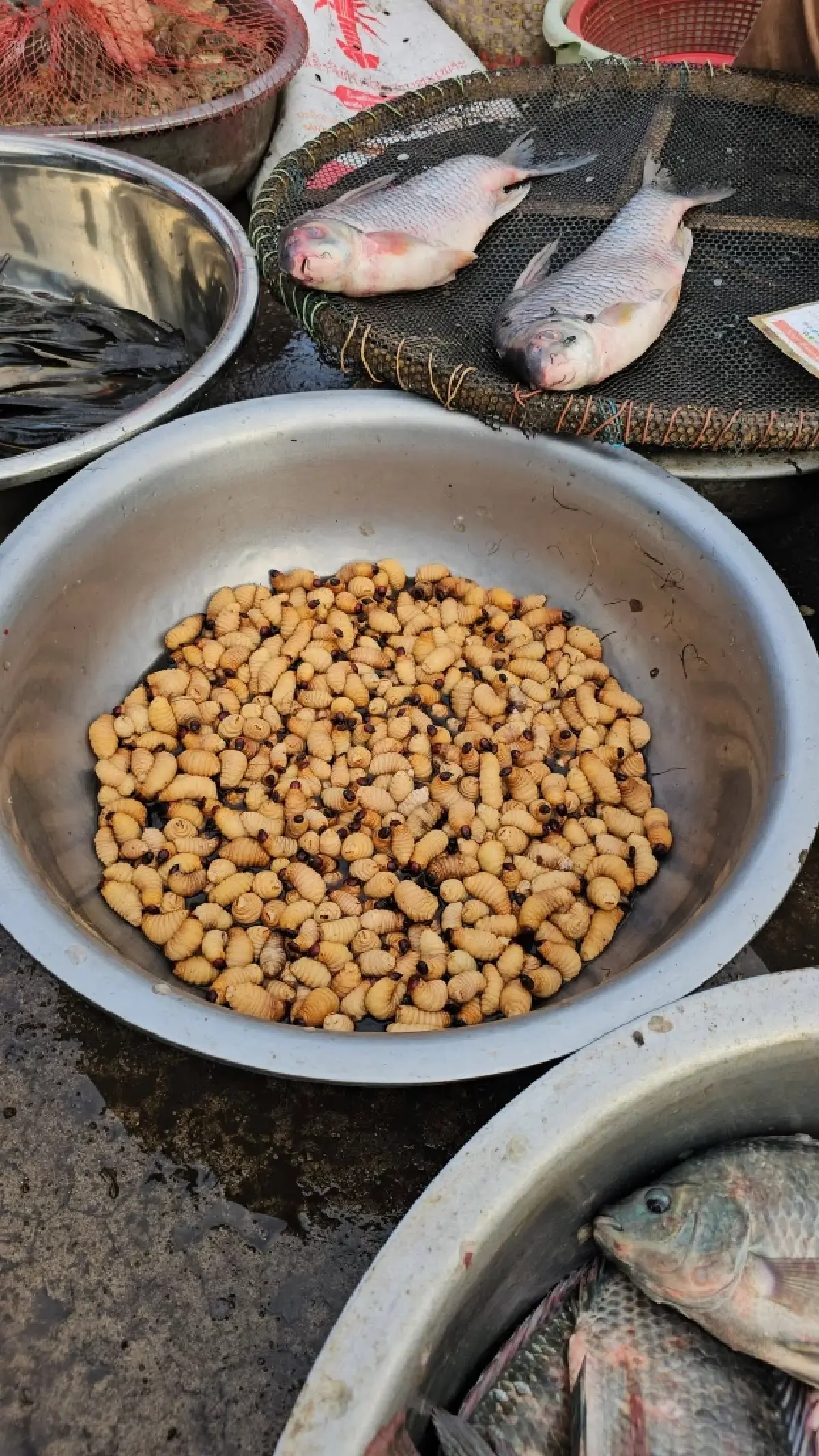 เมื่อชีวิตค่อย ๆ เดิน…ที่เวียงจันทน์ | World Wide View