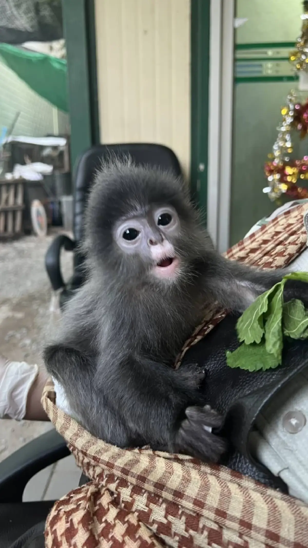 จับเครือข่าย 'ค้าสัตว์ป่าข้ามชาติ' พร้อมของกลาง 'ค่างแว่นถิ่นใต้' โยงขบวนการชาวอินเดีย