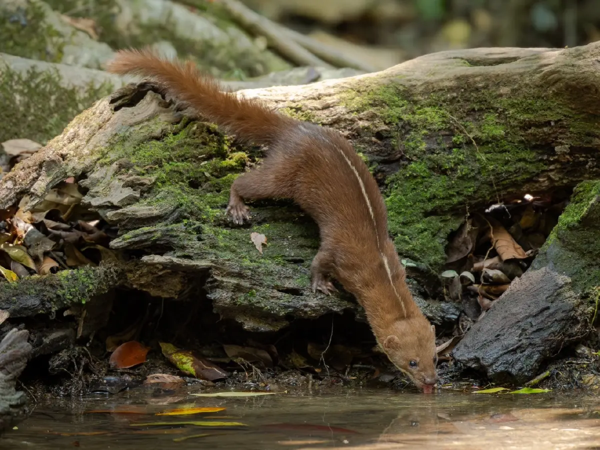 พบ ‘เพียงพอนเส้นหลังขาว’ สัตว์ป่าคุ้มครองครั้งแรกรอบ 20 ปี ในเขตรักษาพันธุ์สัตว์ป่าภูเขียว 