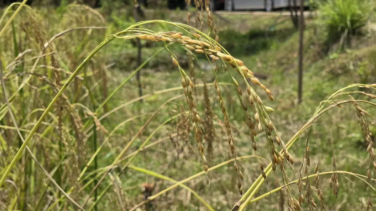 ‘ปิดทองหลังพระ’ ขับเคลื่อน 10 หมู่บ้าน ต้นแบบพัฒนาที่ยั่งยืนท่ามกลางวิกฤติ