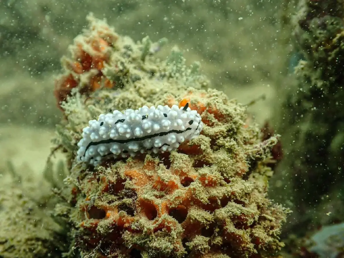 รู้จัก 'ทากเปลือยปุ่มสีขาว' ศิลปะมีชีวิตใต้ทะเลพังงา สวยสะดุดตาแต่แฝงพิษร้าย