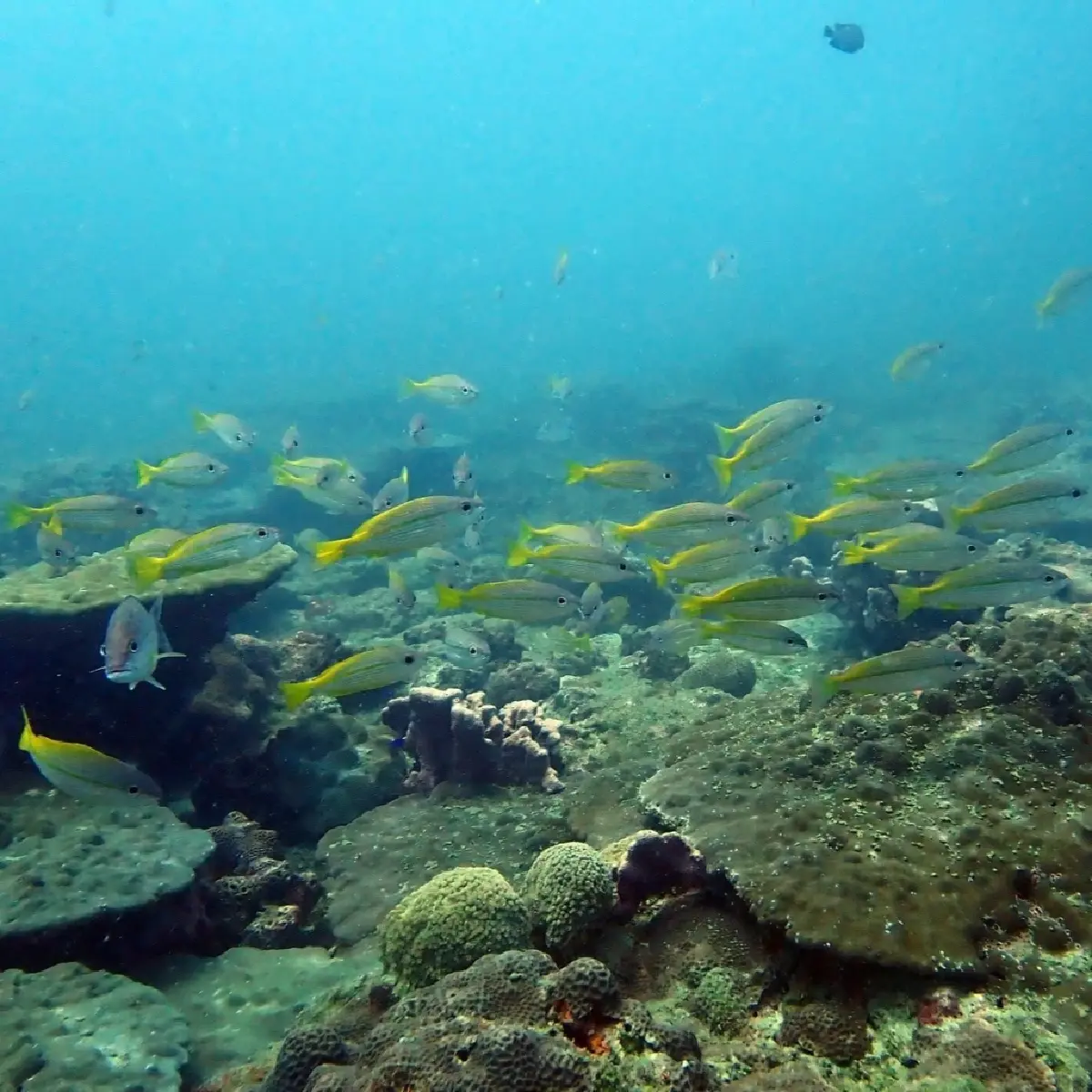 ใจชื้น! พบตัวอ่อนปะการังลงเกาะท้ายเหมือง สัญญาณบวกทะเลไทยฟื้นตัว