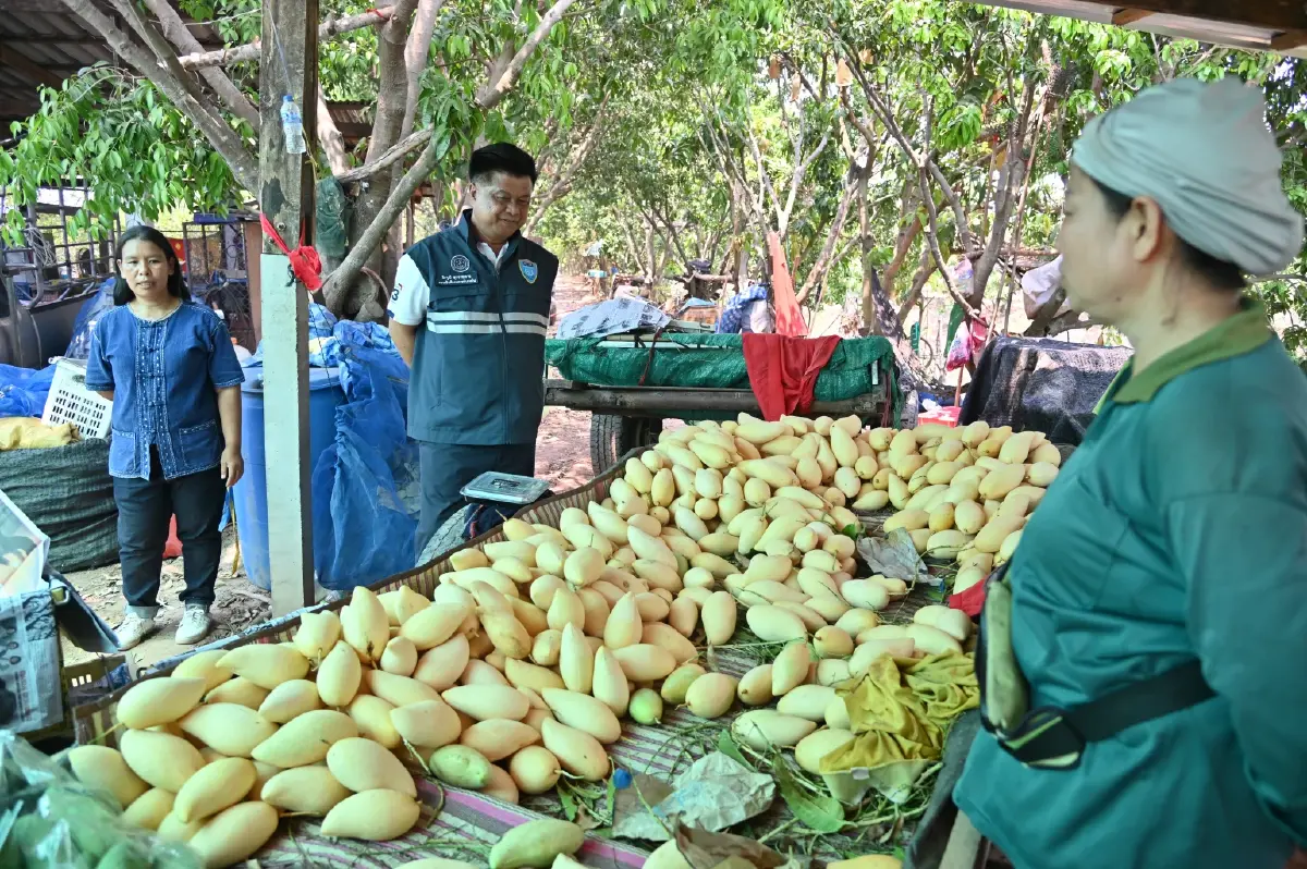 ช่วยเกษตรกร DIT ผนึกยักษ์ค้าปลีก-ส่งออก ลุยรับซื้อ 'มะม่วง' กว่า 1,000 ตัน