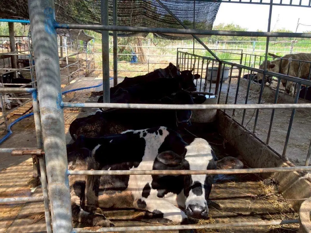 เกษตรฯ ปฏิรูปนมโรงเรียน ล้างหนี้-ขยี้สวมสิทธิ์-ส่งต่อโภชนาการ,