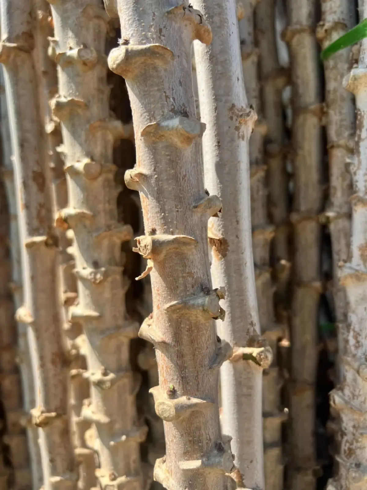 กรมส่งเสริมการเกษตร แนะเลือกท่อนพันธุ์มันสำปะหลังทนทาน สู้ภัยโรคใบด่าง