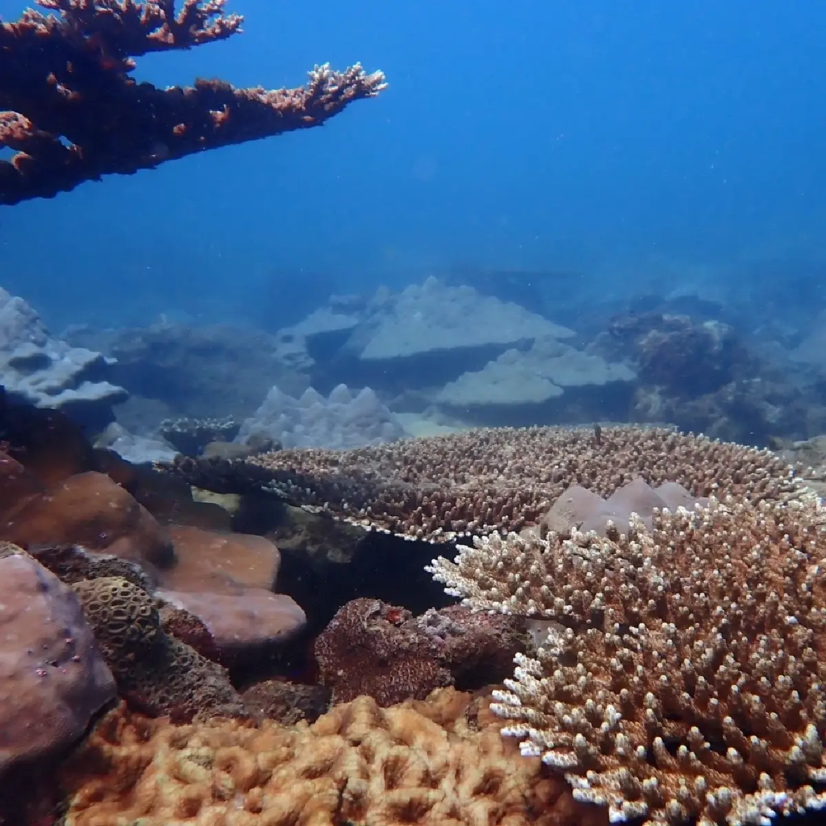 ใจชื้น! พบตัวอ่อนปะการังลงเกาะท้ายเหมือง สัญญาณบวกทะเลไทยฟื้นตัว