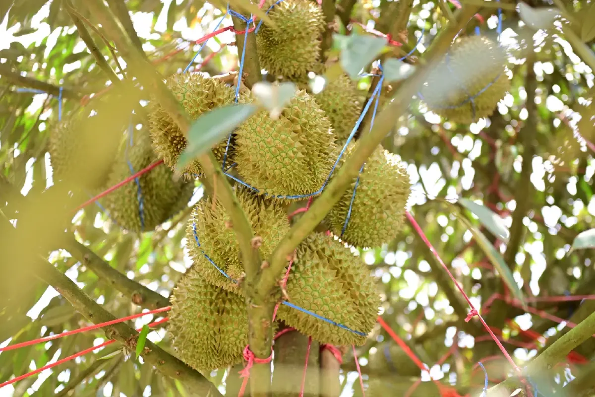 “ศุภจี” นำทีมพาณิชย์ ลุยจันทบุรีวางแผนรับผลผลิตทุเรียนพุ่ง 33% เร่งตลาดในประเทศ-ขยายส่งออก