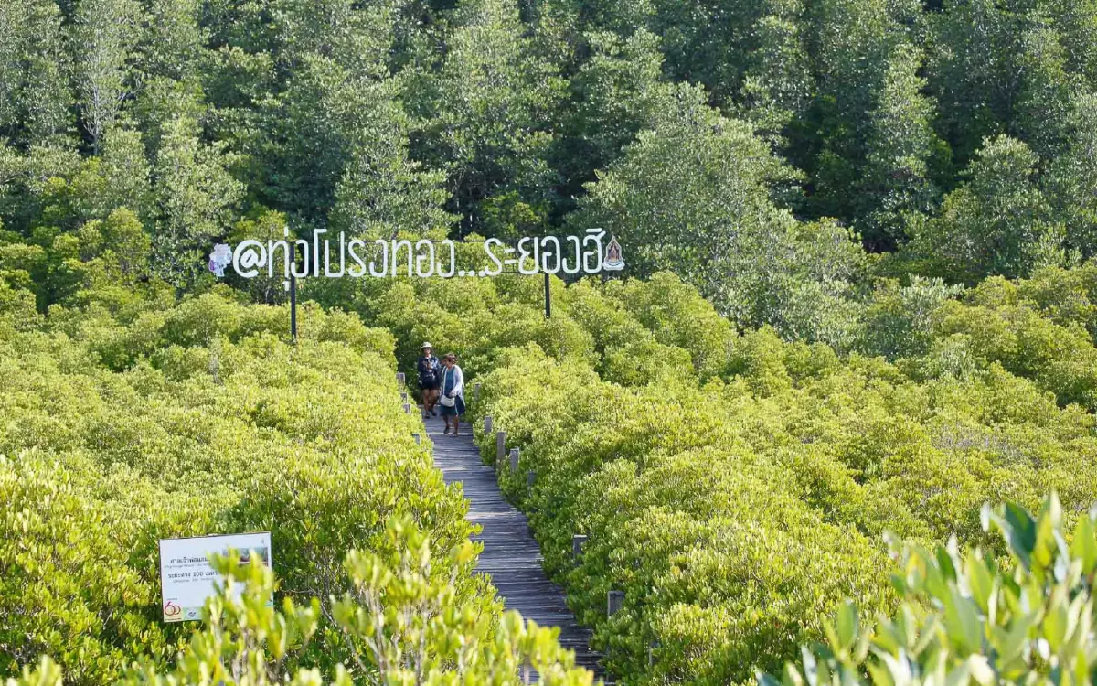 เที่ยวแบบนักอนุรักษ์ เนิบ ๆ ช้า ๆ ที่ 'ปากน้ำประแส'