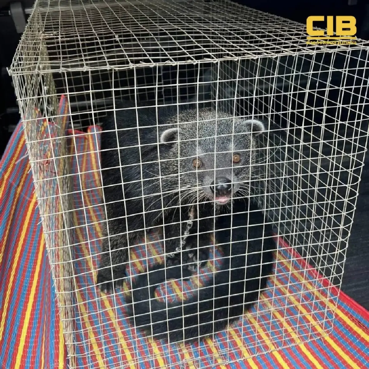 ตรวจยึดหมีขอสัตว์ป่าคุ้มครอง ถูกขังล่ามโซ่ทิ้งไว้ในอาคารร้าง