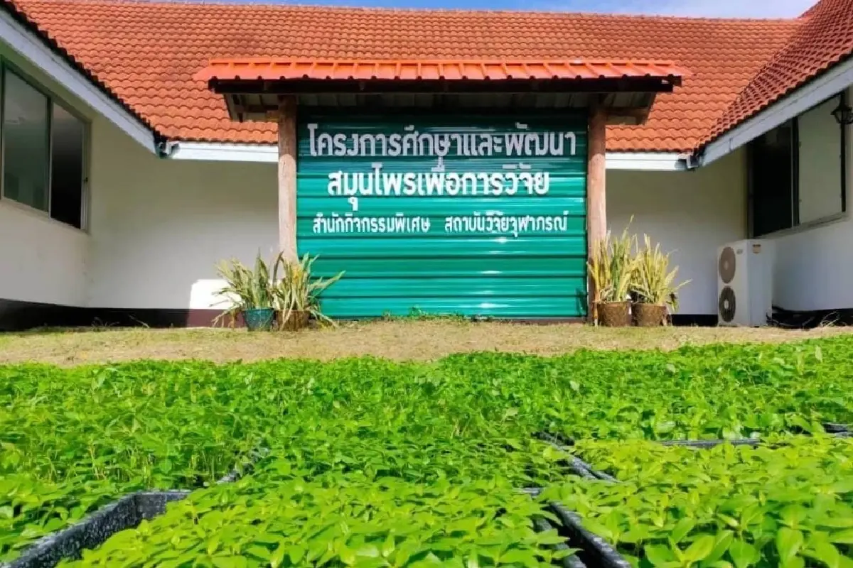 สถาบันวิจัยจุฬาภรณ์เปิดตัว 'ยาแคปซูลสารสกัดฟ้าทะลายโจร' สกัดด้วยน้ำแห่งแรก