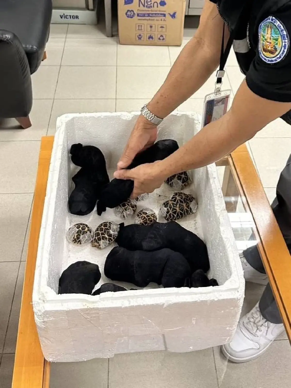 รวบสาวไต้หวันคาจุดตรวจ ผงะซุก 'เต่าดาวอินเดีย' 30 ตัว เตรียมบินออกนอกประเทศ