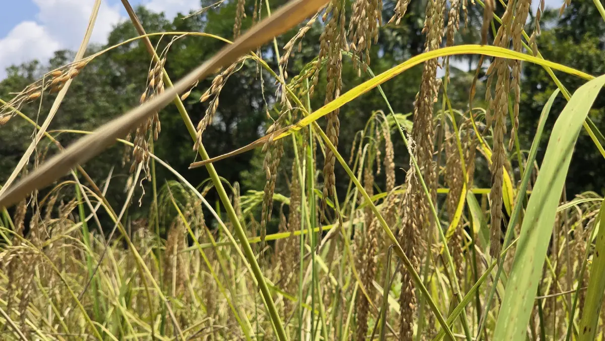 ‘ปิดทองหลังพระ’ ขับเคลื่อน 10 หมู่บ้าน ต้นแบบพัฒนาที่ยั่งยืนท่ามกลางวิกฤติ