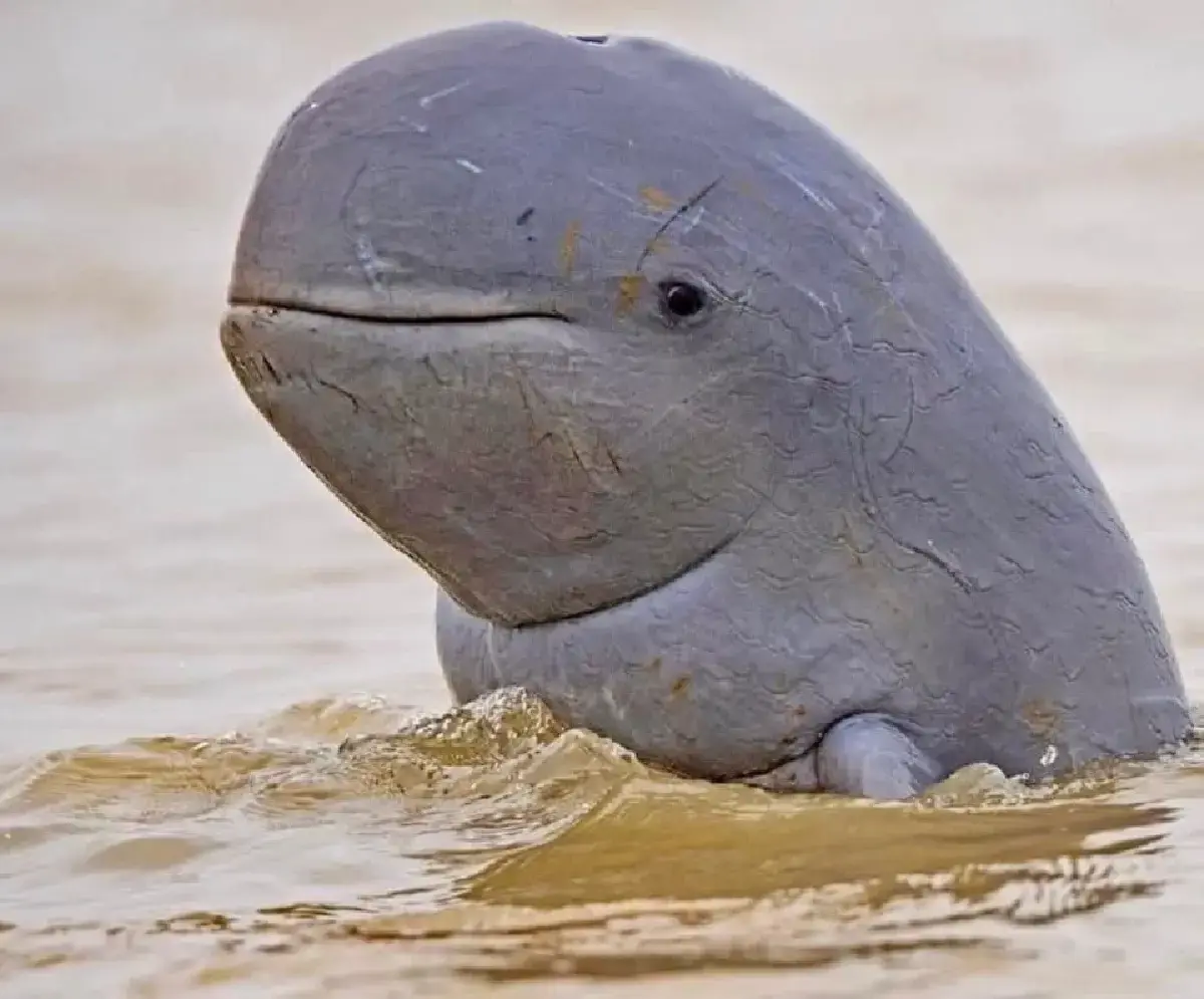 ชวนส่อง 2 สะพาน ‘ทะเลสาบสงขลา-เกาะลันตา’ สมดุลใหม่แห่งการพัฒนาที่ไม่ต้องแลกด้วยธรรมชาติ