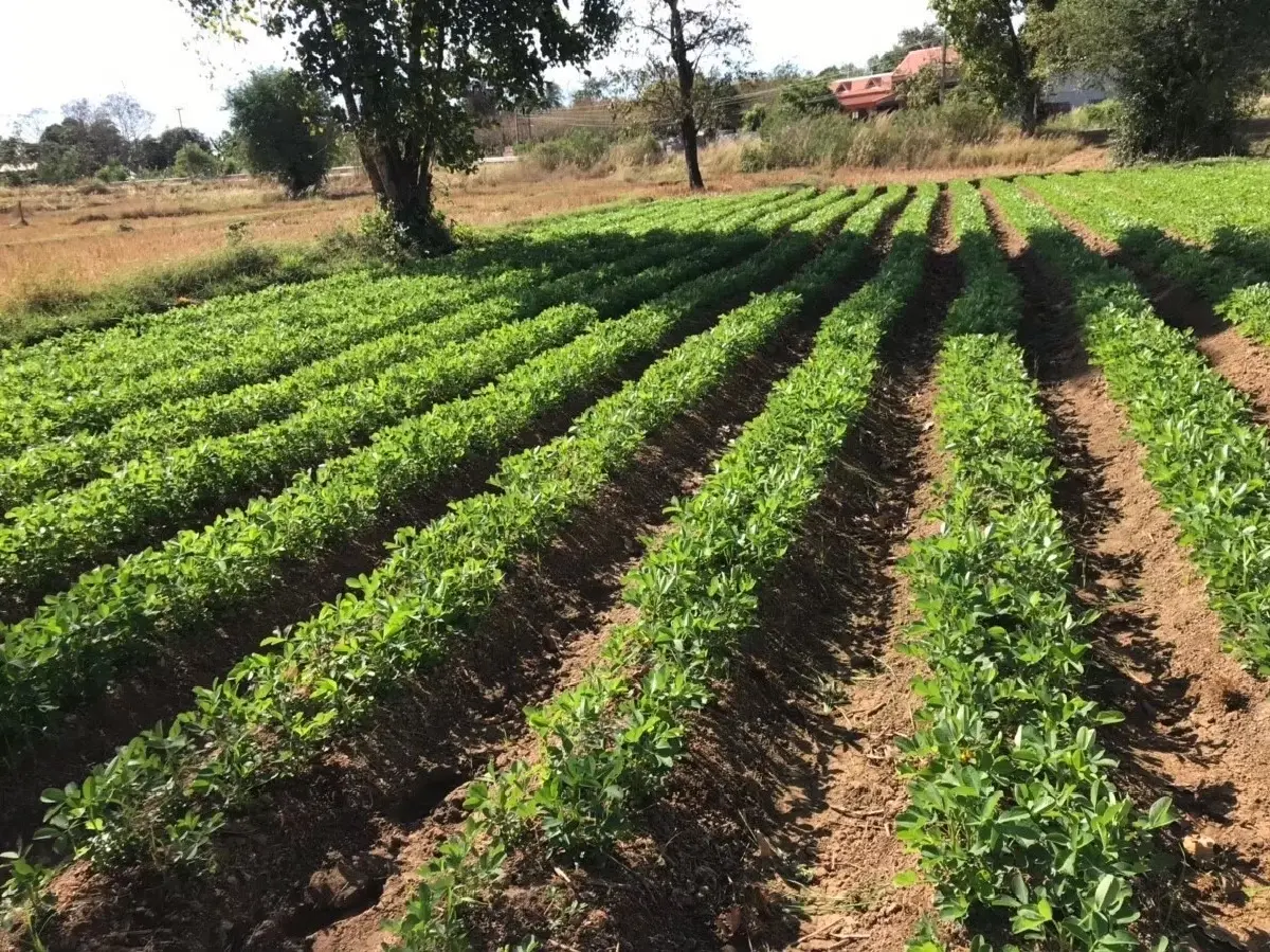 รายได้เกษตรกร 67/68 ขยับเพิ่ม แต่รายจ่ายพุ่ง-หนี้ยังรุม