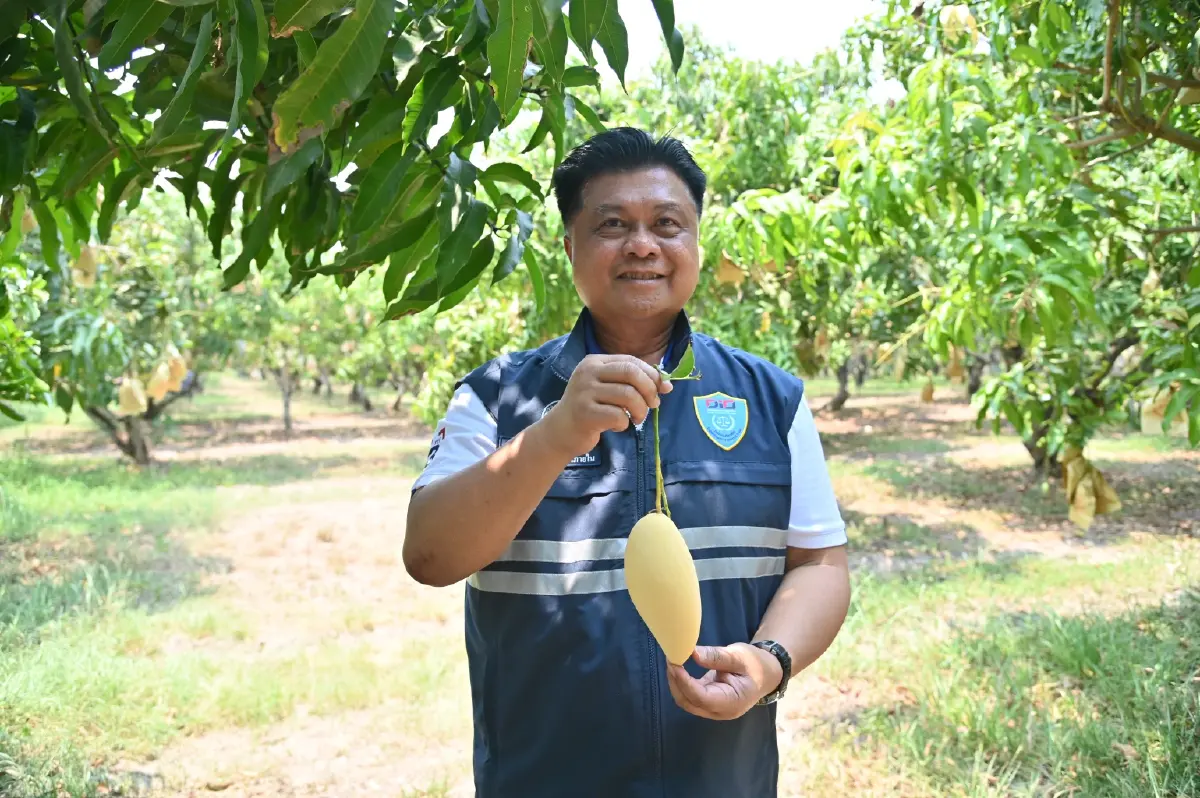ช่วยเกษตรกร DIT ผนึกยักษ์ค้าปลีก-ส่งออก ลุยรับซื้อ 'มะม่วง' กว่า 1,000 ตัน