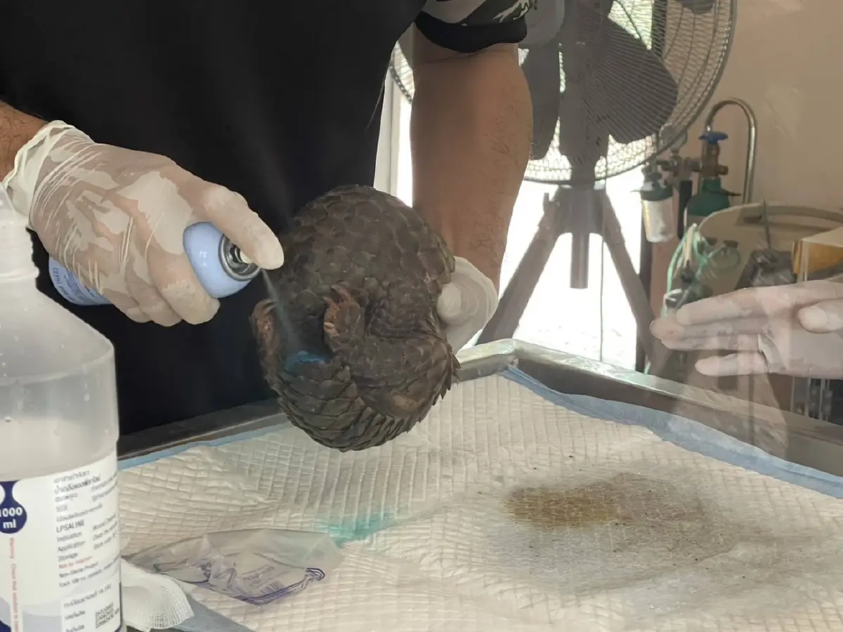 ภาพสะเทือนใจ 'ลิ่น' หนีตายไฟป่าซุกซอกไม้ บาดเจ็บสาหัส เกล็ดแตก ส่งรักษาด่วน