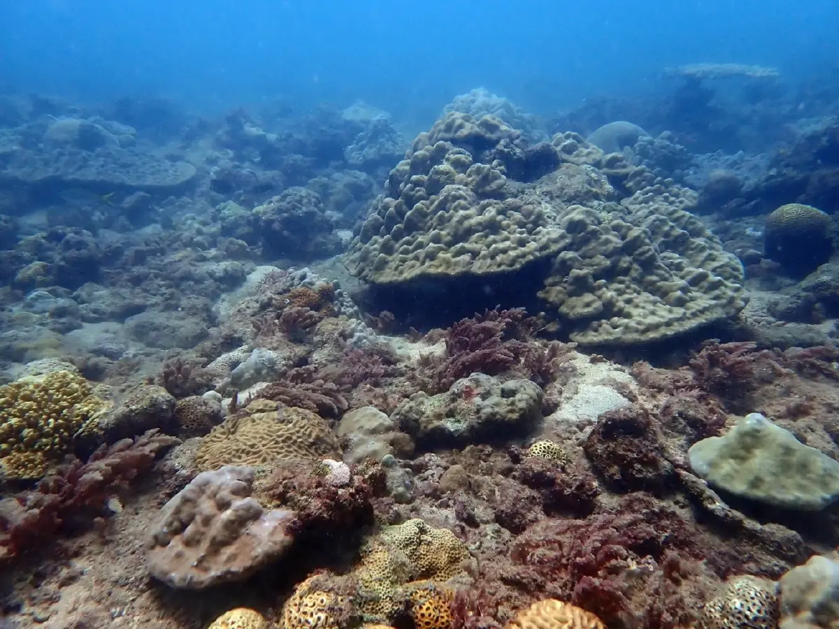 ใจชื้น! พบตัวอ่อนปะการังลงเกาะท้ายเหมือง สัญญาณบวกทะเลไทยฟื้นตัว