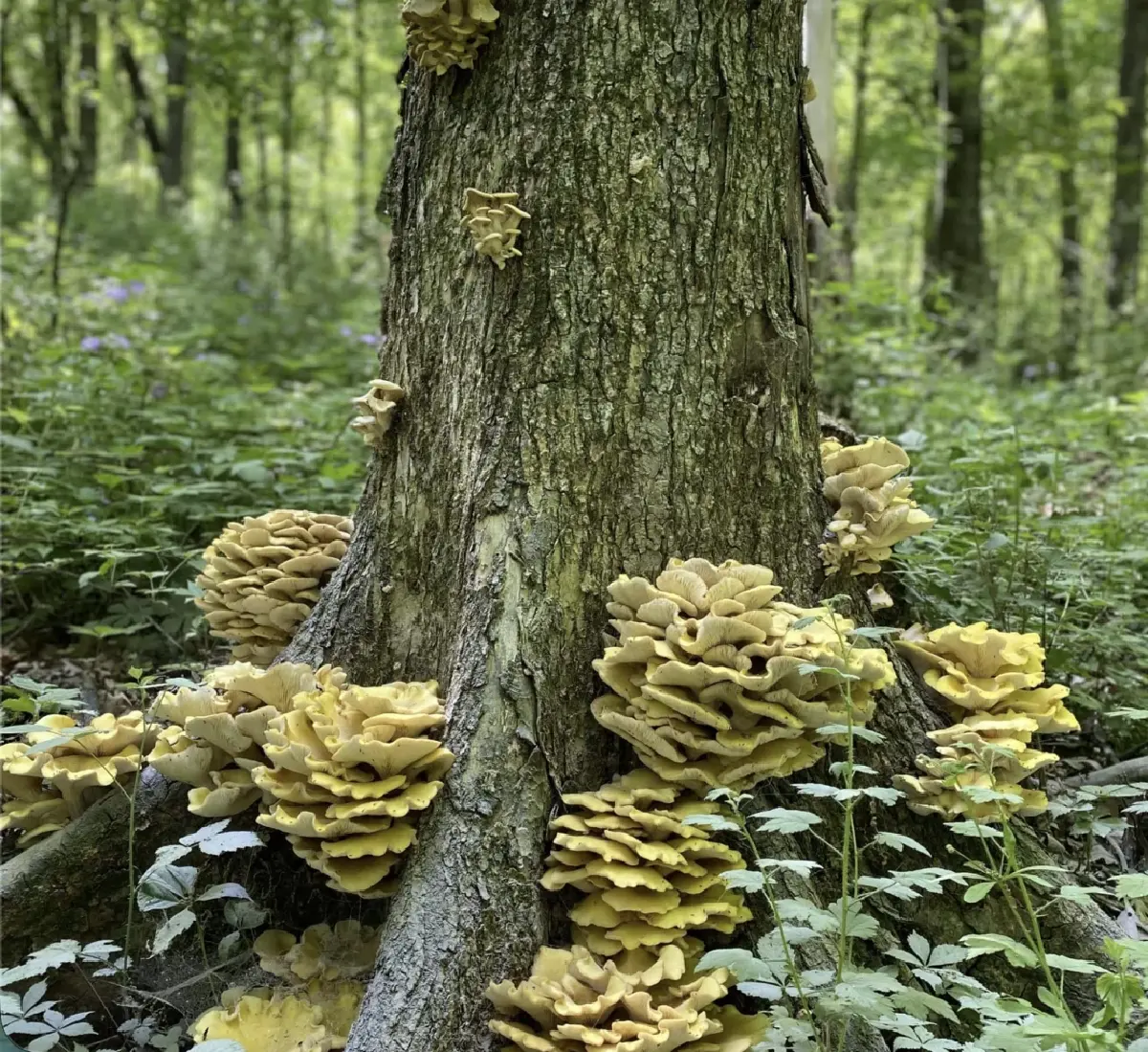 ‘เห็ดนางรมทอง’ ระบาดทั่วอเมริกาเหนือ เอเลี่ยนสปีชีส์ทำลายระบบนิเวศป่าไม้ แพร่พันธุ์ได้ไกล