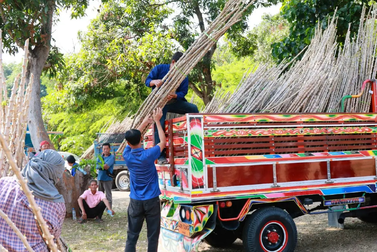 กรมส่งเสริมการเกษตร รุก ‘ยโสธรโมเดล’ กระจายพันธุ์มันสะอาดต้านโรค