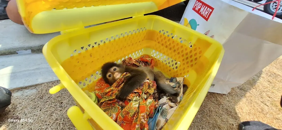 จับเครือข่าย 'ค้าสัตว์ป่าข้ามชาติ' พร้อมของกลาง 'ค่างแว่นถิ่นใต้' โยงขบวนการชาวอินเดีย