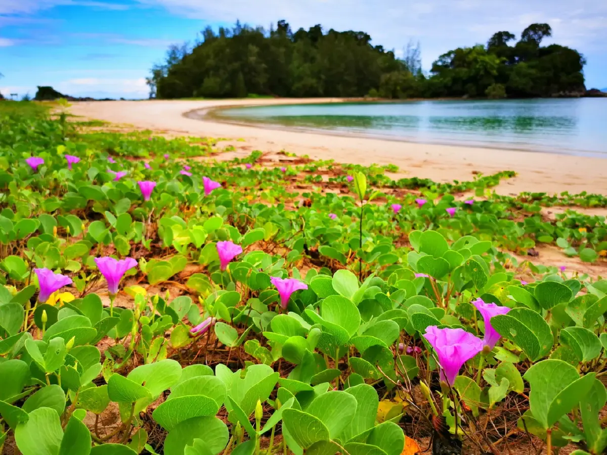 ค้างคืนบนเกาะกำ