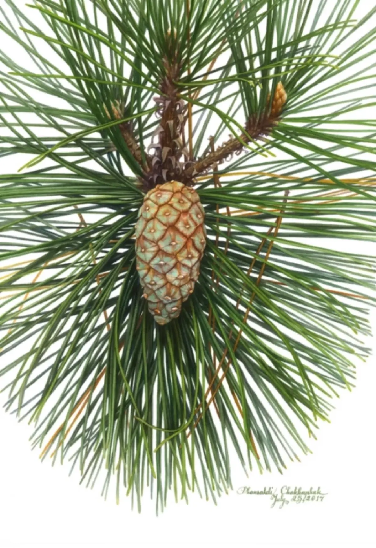 'พันธุ์ศักดิ์ จักกะพาก' กับรางวัลสูงสุดในโลกพฤกษศิลป์