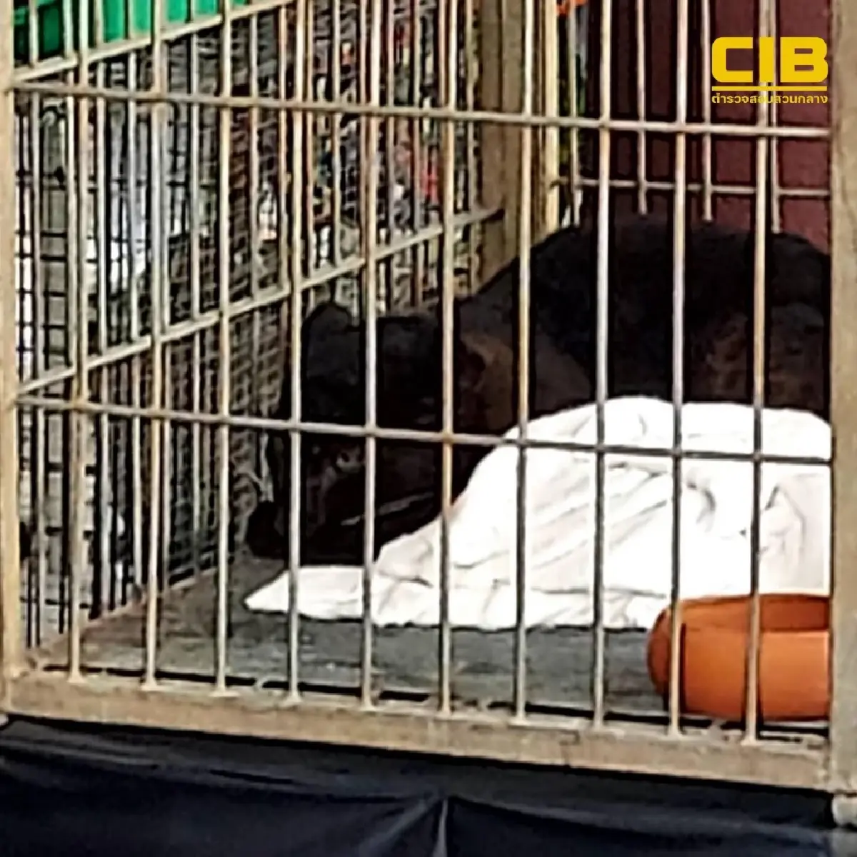 ยึดลูกเสือดำกลางห้างดัง มูลค่า 5 แสน จับ 2 แก๊งค้าสัตว์ป่าข้ามชาติ