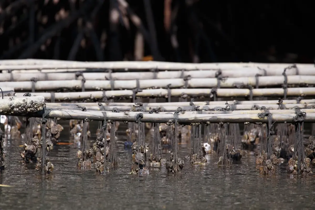 เที่ยวแบบนักอนุรักษ์ เนิบ ๆ ช้า ๆ ที่ 'ปากน้ำประแส'