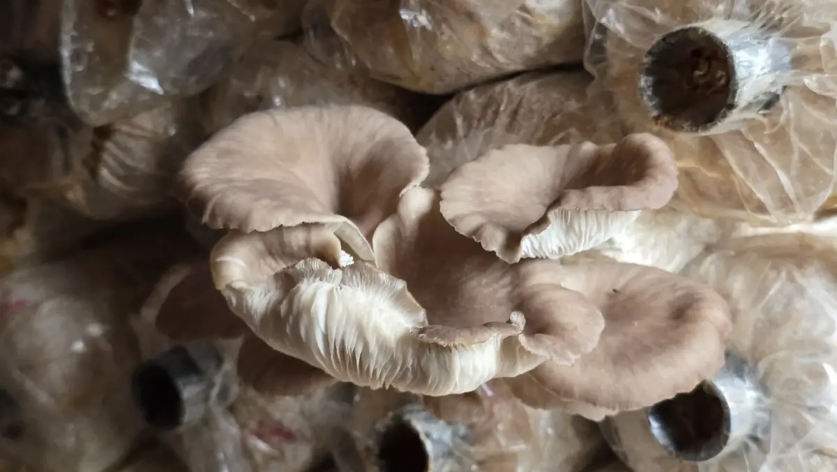 ‘ปิดทองหลังพระ’ ขับเคลื่อน 10 หมู่บ้าน ต้นแบบพัฒนาที่ยั่งยืนท่ามกลางวิกฤติ