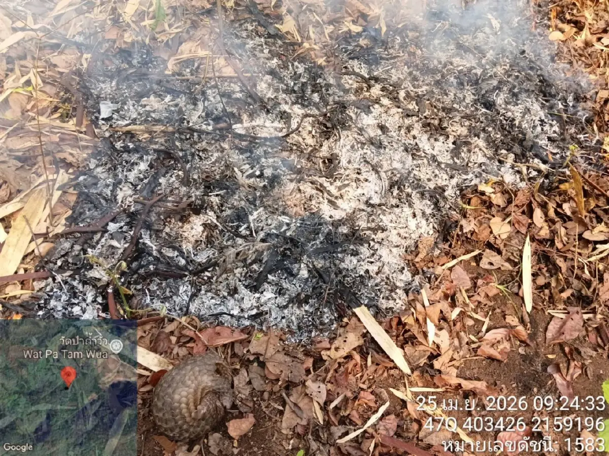 ภาพสะเทือนใจ 'ลิ่น' หนีตายไฟป่าซุกซอกไม้ บาดเจ็บสาหัส เกล็ดแตก ส่งรักษาด่วน