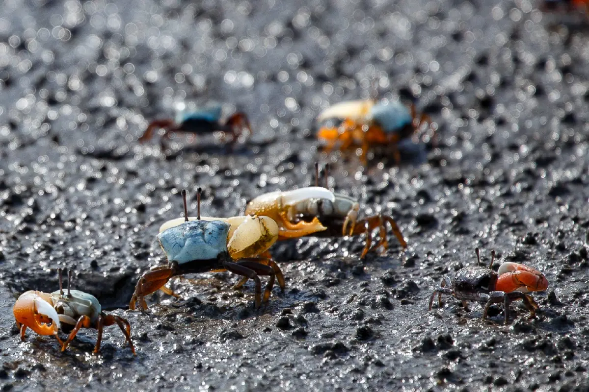 เที่ยวแบบนักอนุรักษ์ เนิบ ๆ ช้า ๆ ที่ 'ปากน้ำประแส'