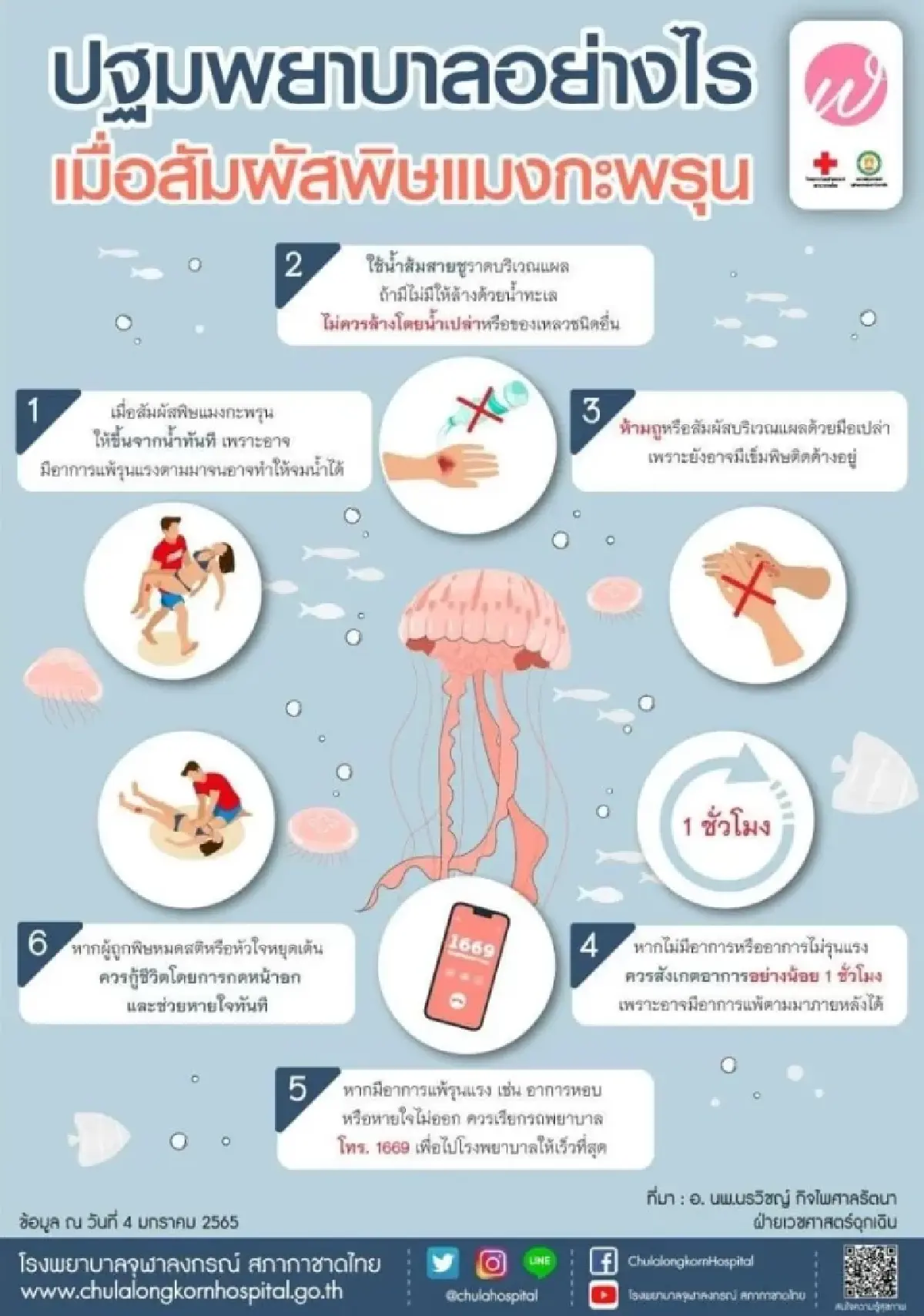 ไปทะเล ระวังผื่นคัน พบแมงกะพรุนพระจันทร์ เกยตื้น เกาะราชา ภูเก็ต