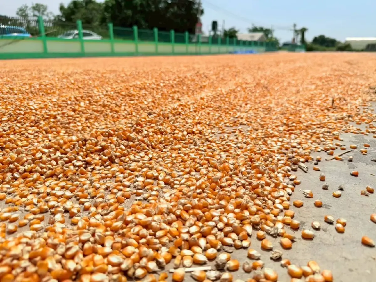 พลิกโฉมข้าวโพดไทย! ใช้ปุ๋ยตามค่าดิน กำไรพุ่งเท่าตัว-ลดก๊าซพิษ,