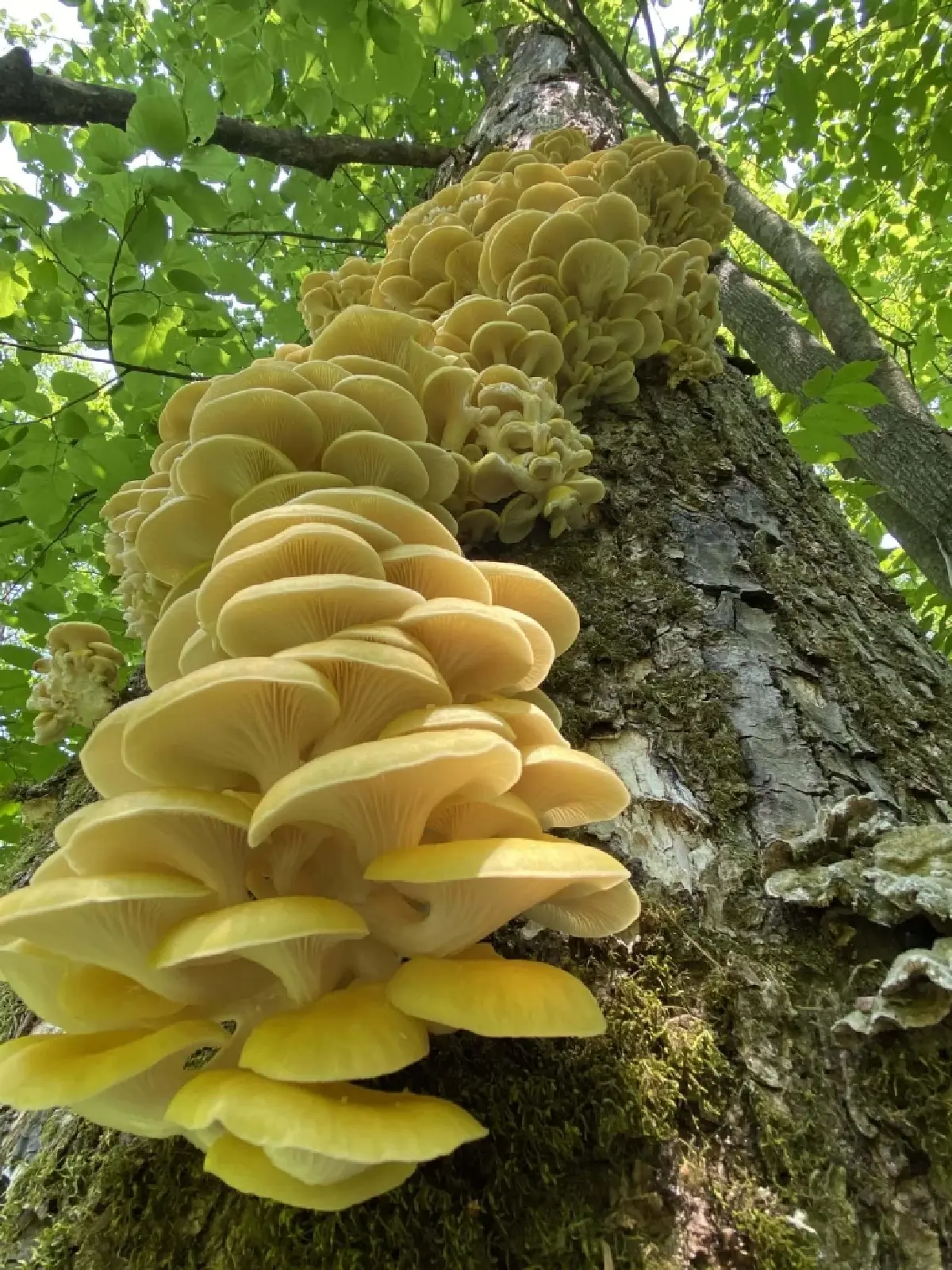 ‘เห็ดนางรมทอง’ ระบาดทั่วอเมริกาเหนือ เอเลี่ยนสปีชีส์ทำลายระบบนิเวศป่าไม้ แพร่พันธุ์ได้ไกล