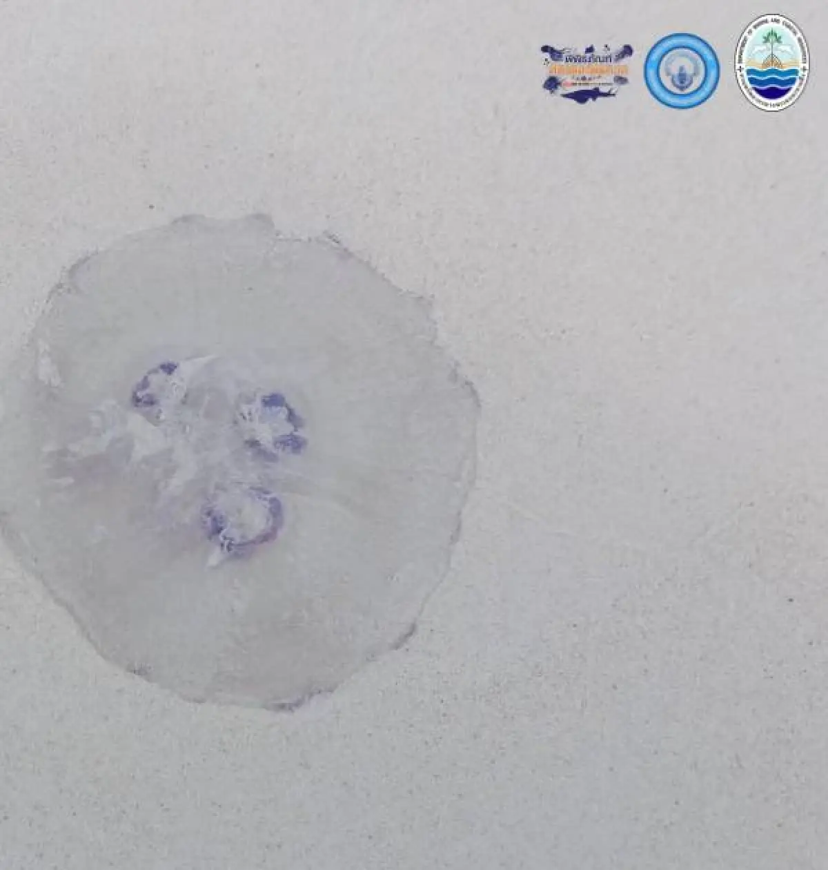 ไปทะเล ระวังผื่นคัน พบแมงกะพรุนพระจันทร์ เกยตื้น เกาะราชา ภูเก็ต