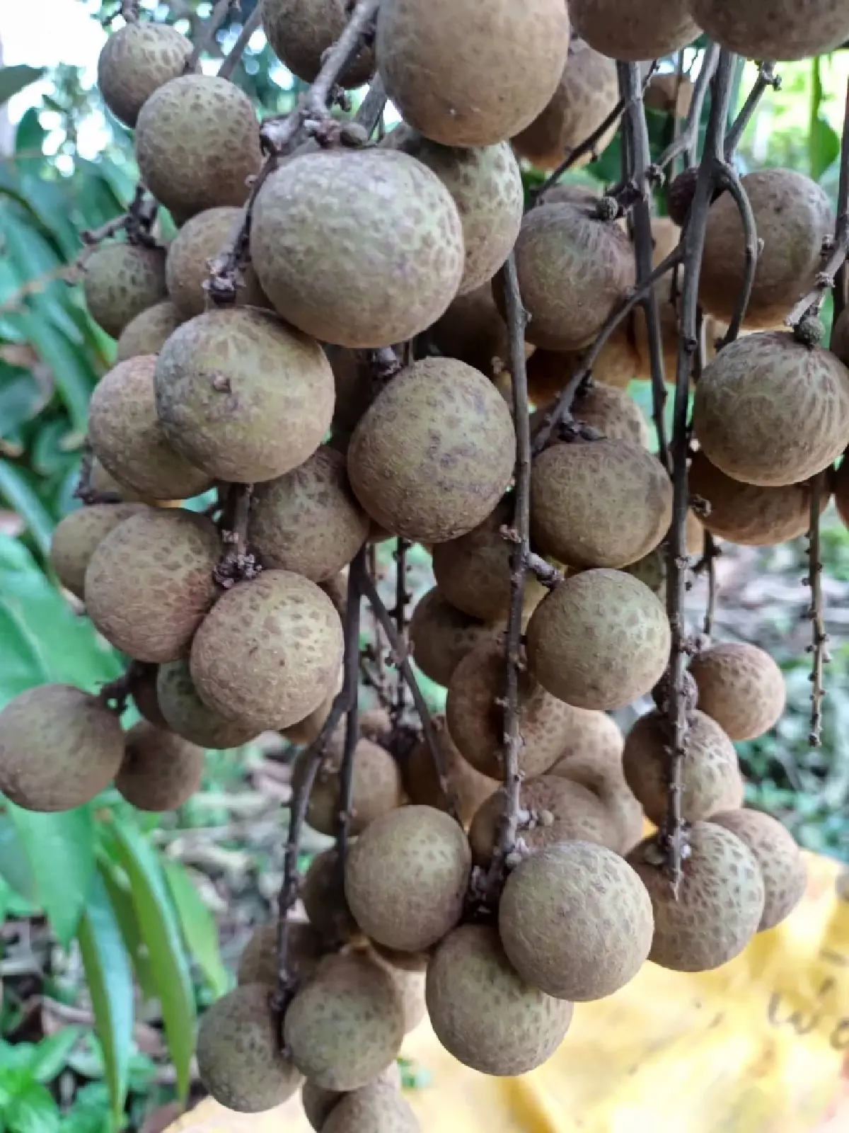 เกษตรฯ กู้ชื่อผลไม้ไทย! ชูวิจัยลำไยไร้สาร-คุมเข้มส่งออกปี 69