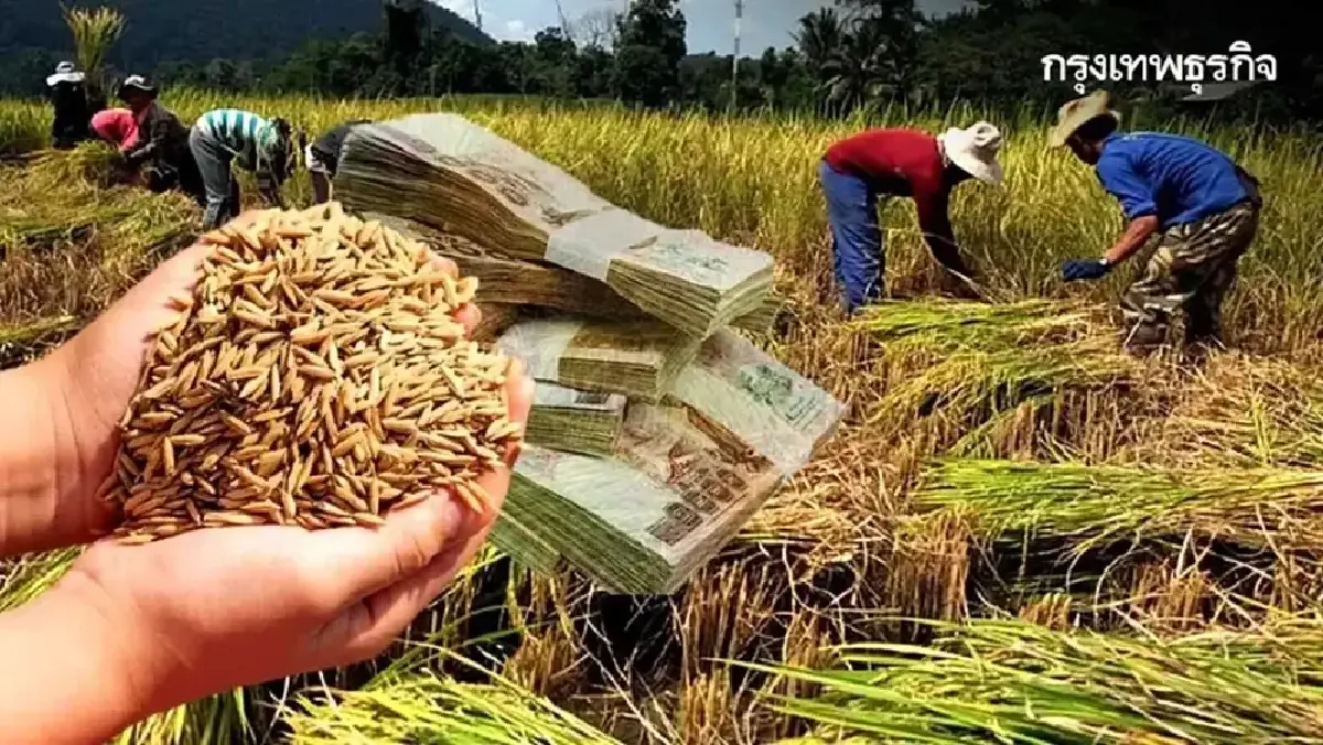 ลงทะเบียน เงินช่วยเหลือชาวนา ไร่ละ 2,240 บาท ธ.ก.ส. โอนตรง 67,200 บ.