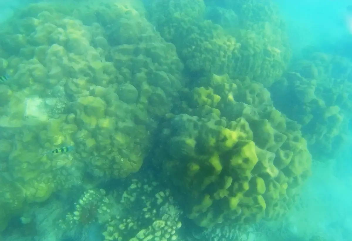 ค้างคืนบนเกาะกำ