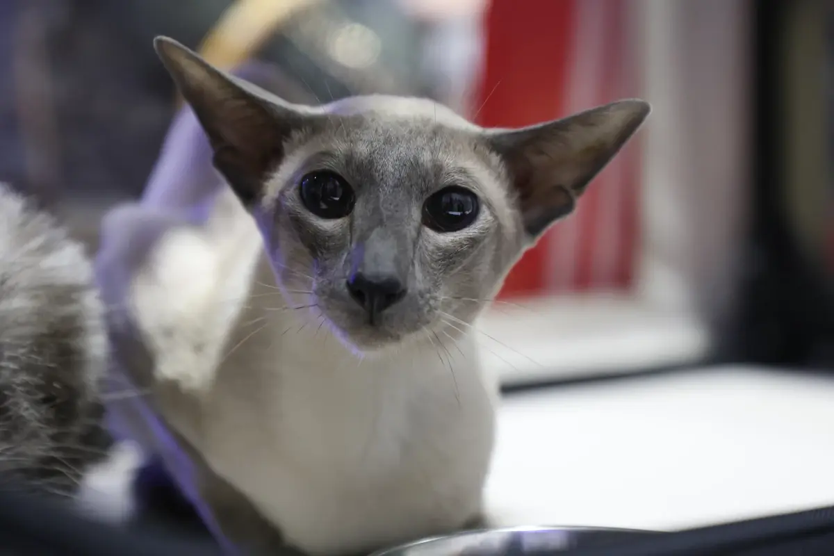 ไฮไลต์ PET EXPO 2026 ตรวจสุขภาพฟรี ส่องเฮลท์เทคสุดล้ำ รับเทรนด์ longevity