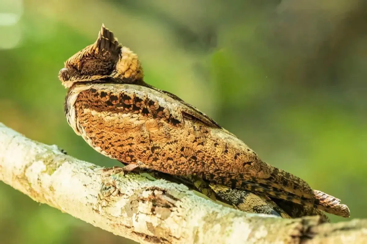 ฮือฮา 'นกตบยุงยักษ์' สัตว์หายาก โผล่อวดโฉม ตอกย้ำความสมบูรณ์ป่าแก่งกระจาน