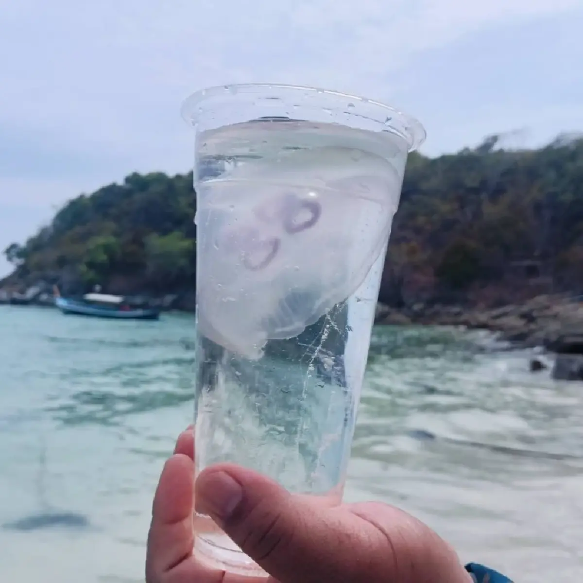 ไปทะเล ระวังผื่นคัน พบแมงกะพรุนพระจันทร์ เกยตื้น เกาะราชา ภูเก็ต