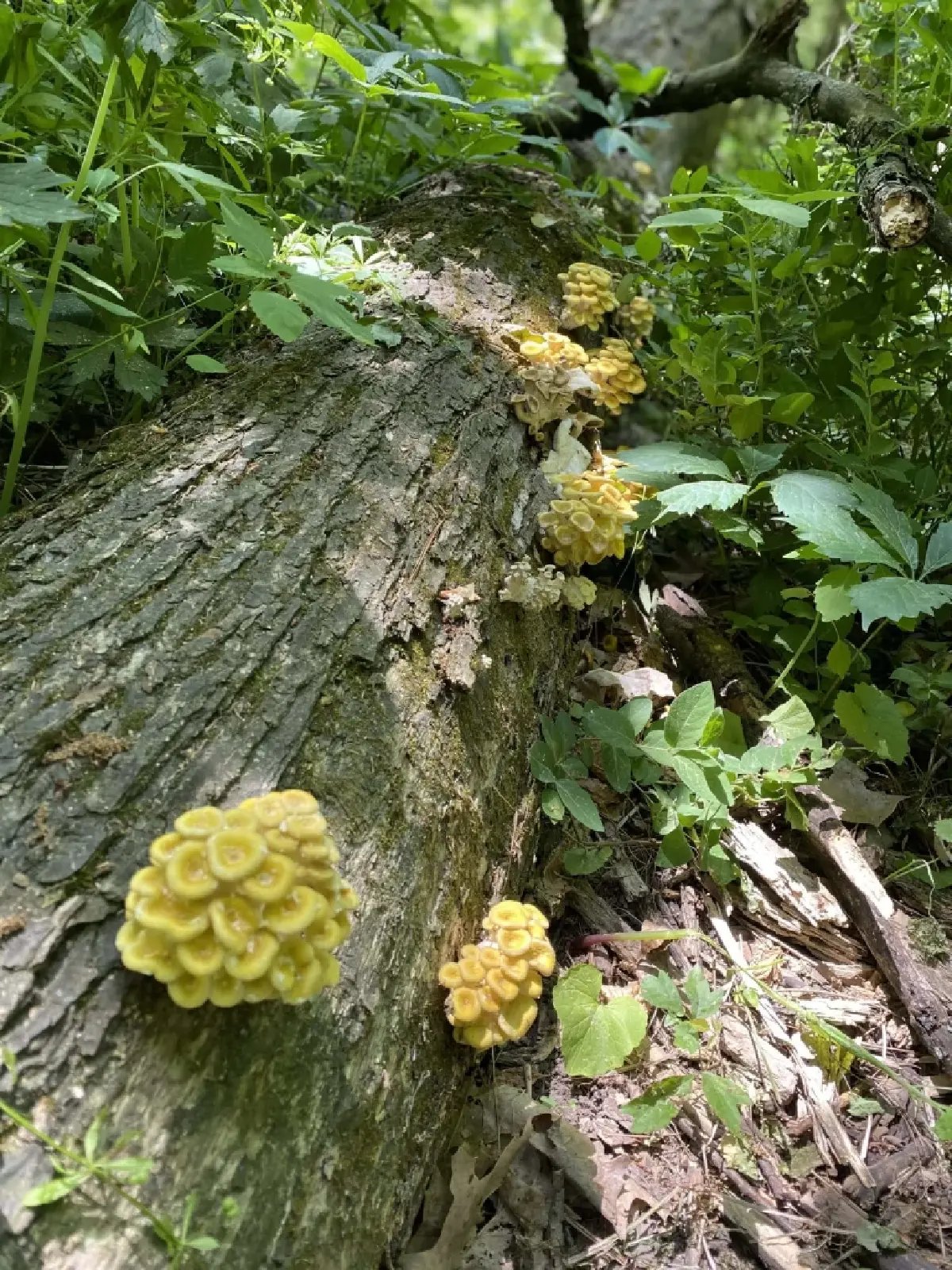 ‘เห็ดนางรมทอง’ ระบาดทั่วอเมริกาเหนือ เอเลี่ยนสปีชีส์ทำลายระบบนิเวศป่าไม้ แพร่พันธุ์ได้ไกล
