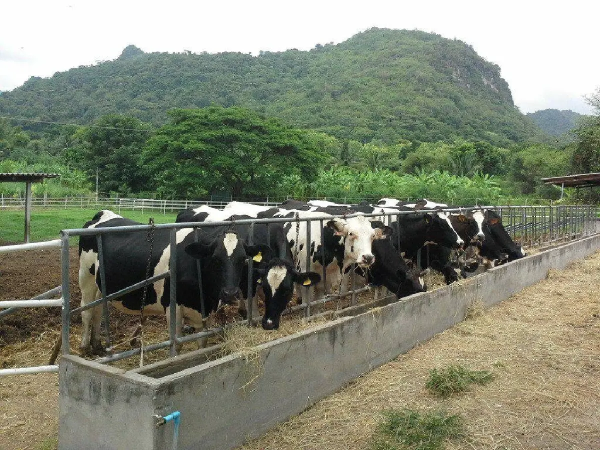 พลิกวิกฤตนมล้น ผลิตน้ำหมักชีวภาพแก้ปุ๋ยแพง ทางรอดเกษตรกรไทย